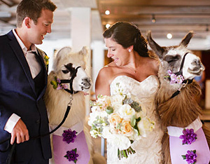 Ламы на свадьбе
