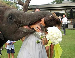 Слон на свадьбе