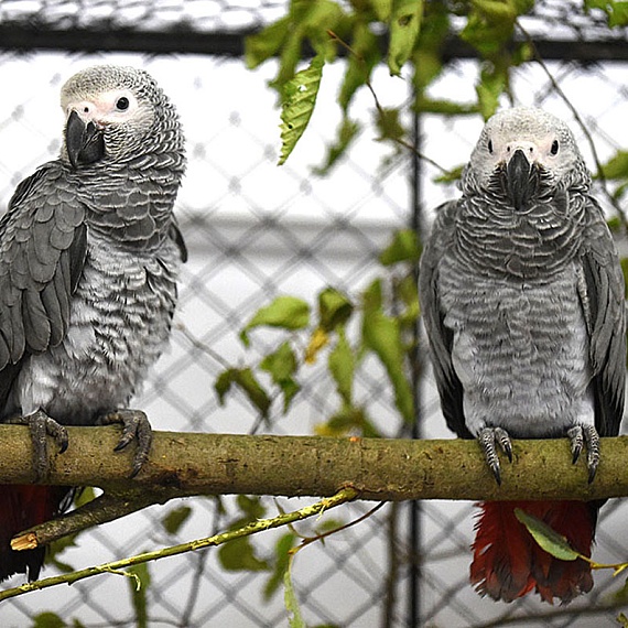 В мире животных. ПЕРНАТЫЕ СКВЕРНОСЛОВЫ