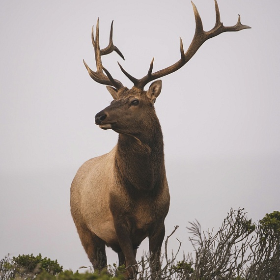 И так бывает. РЕВНИВЫЙ ОЛЕНЬ