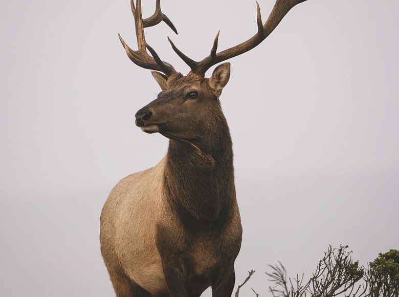 И так бывает. РЕВНИВЫЙ ОЛЕНЬ