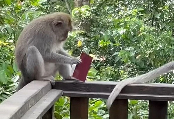 В мире животных. ОБЕЗЬЯНА С ПАСПОРТОМ