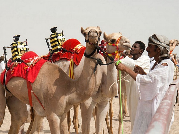 Верблюжьи скачки в Катаре: жокеев заменили роботы.