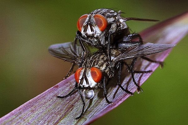 Порно с насекомыми, девушку заставили лежать голой у муравейника