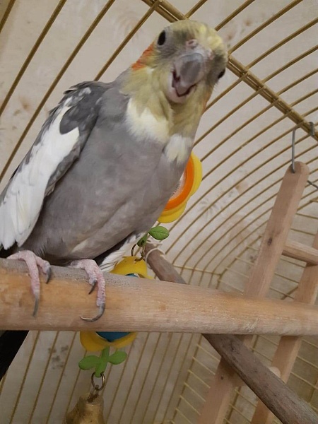 Момент истины. ДОМАШНИЙ ВОР
